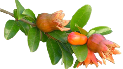 Odmor u Mlinima - oazi Dubrovnika